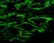 Aquaporin 4 antibody, LS-C150456, Lifespan Biosciences, Immunofluorescence image 