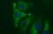 HAUS Augmin Like Complex Subunit 7 antibody, MA5-26317, Invitrogen Antibodies, Immunocytochemistry image 