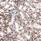 Histone Cluster 1 H2B Family Member I antibody, AMAb91337, Atlas Antibodies, Immunohistochemistry frozen image 