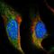 Translational Activator Of Cytochrome C Oxidase I antibody, NBP1-88161, Novus Biologicals, Immunocytochemistry image 