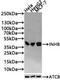 Inhibin Subunit Beta A antibody, CSB-PA07589A0Rb, Cusabio, Western Blot image 