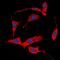 Erb-B2 Receptor Tyrosine Kinase 4 antibody, orb256521, Biorbyt, Immunofluorescence image 