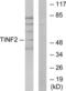 TERF1 Interacting Nuclear Factor 2 antibody, LS-C119234, Lifespan Biosciences, Western Blot image 