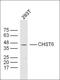 Centrosomal Protein 192 antibody, orb182547, Biorbyt, Western Blot image 