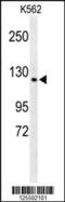 CST Telomere Replication Complex Component 1 antibody, 61-653, ProSci, Western Blot image 