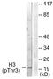 Histone H3 antibody, TA314739, Origene, Western Blot image 