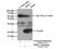 TATA-Box Binding Protein Like 1 antibody, 12258-1-AP, Proteintech Group, Immunoprecipitation image 