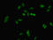 Fer3 Like BHLH Transcription Factor antibody, LS-C397881, Lifespan Biosciences, Immunofluorescence image 