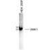 Ankyrin-1 antibody, 54-314, ProSci, Western Blot image 