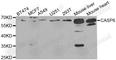 Caspase 6 antibody, A1784, ABclonal Technology, Western Blot image 