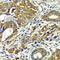 Cell Division Cycle 16 antibody, A7197, ABclonal Technology, Immunohistochemistry paraffin image 