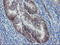 Dystrobrevin Beta antibody, LS-C173761, Lifespan Biosciences, Immunohistochemistry paraffin image 