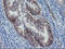 Dystrobrevin beta antibody, LS-C173761, Lifespan Biosciences, Immunohistochemistry paraffin image 