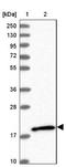 Rho-related GTP-binding protein RhoG antibody, NBP1-88832, Novus Biologicals, Western Blot image 