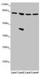 Mitofusin 1 antibody, LS-C676042, Lifespan Biosciences, Western Blot image 