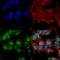 Gamma-Aminobutyric Acid Type A Receptor Alpha2 Subunit antibody, SMC-486D-A565, StressMarq, Immunofluorescence image 