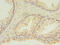HD Domain Containing 3 antibody, LS-C371727, Lifespan Biosciences, Immunohistochemistry paraffin image 