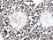 RuvB Like AAA ATPase 2 antibody, GTX128970, GeneTex, Immunohistochemistry paraffin image 