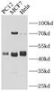 HEXIM P-TEFb Complex Subunit 1 antibody, FNab03845, FineTest, Western Blot image 