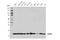 Acyl-CoA Thioesterase 13 antibody, 42713S, Cell Signaling Technology, Western Blot image 