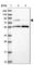 Leucine Rich Repeats And Calponin Homology Domain Containing 4 antibody, HPA037668, Atlas Antibodies, Western Blot image 