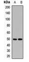 Mitochondrial Ribosomal Protein S30 antibody, orb412386, Biorbyt, Western Blot image 