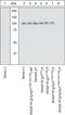 Insulin Receptor antibody, GTX25681, GeneTex, Western Blot image 