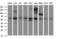 Chromatin assembly factor 1 subunit B antibody, LS-C788318, Lifespan Biosciences, Western Blot image 