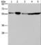 Nuclear pore complex protein Nup50 antibody, LS-C405213, Lifespan Biosciences, Western Blot image 