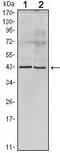 Apolipoprotein A5 antibody, MA5-14759, Invitrogen Antibodies, Western Blot image 