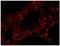 Zinc Finger Protein 318 antibody, NB100-77289, Novus Biologicals, Immunofluorescence image 