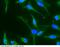 BMP2B antibody, 10609-MM02, Sino Biological, Immunohistochemistry paraffin image 