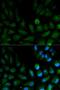 Tyrosyl-DNA Phosphodiesterase 2 antibody, orb324449, Biorbyt, Immunofluorescence image 