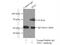 Transcription Factor EC antibody, 13547-1-AP, Proteintech Group, Immunoprecipitation image 