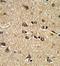 Ras Interacting Protein 1 antibody, GTX81679, GeneTex, Immunohistochemistry paraffin image 