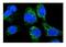 HLA class I histocompatibility antigen, A-2 alpha chain antibody, PB9376, Boster Biological Technology, Immunofluorescence image 
