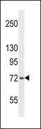 SH2B Adaptor Protein 1 antibody, LS-C169052, Lifespan Biosciences, Western Blot image 