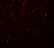 Signal Induced Proliferation Associated 1 Like 2 antibody, 5493, ProSci, Immunofluorescence image 