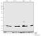 Histone Cluster 3 H2A antibody, 720070, Invitrogen Antibodies, Western Blot image 