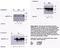EPH Receptor B1 antibody, orb108644, Biorbyt, Immunoprecipitation image 