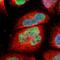 Pleckstrin Homology Domain Containing M3 antibody, NBP1-90600, Novus Biologicals, Immunofluorescence image 