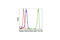 Tyrosine antibody, 9416S, Cell Signaling Technology, Flow Cytometry image 