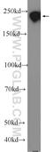 Microtubule Associated Protein 4 antibody, 11229-1-AP, Proteintech Group, Western Blot image 