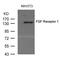 Fibroblast Growth Factor Receptor 1 antibody, GTX50717, GeneTex, Western Blot image 