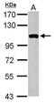 GRIP And Coiled-Coil Domain Containing 1 antibody, PA5-31653, Invitrogen Antibodies, Western Blot image 