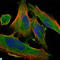 Delta Like Non-Canonical Notch Ligand 1 antibody, LS-C812570, Lifespan Biosciences, Immunofluorescence image 