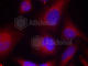 Myristoylated Alanine Rich Protein Kinase C Substrate antibody, AP0402, ABclonal Technology, Immunofluorescence image 