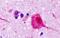 Vomeronasal 1 Receptor 1 antibody, GTX13153, GeneTex, Immunohistochemistry paraffin image 