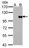 Forkhead Box M1 antibody, PA5-27631, Invitrogen Antibodies, Western Blot image 