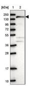 Ankyrin Repeat Domain 50 antibody, NBP1-93594, Novus Biologicals, Western Blot image 